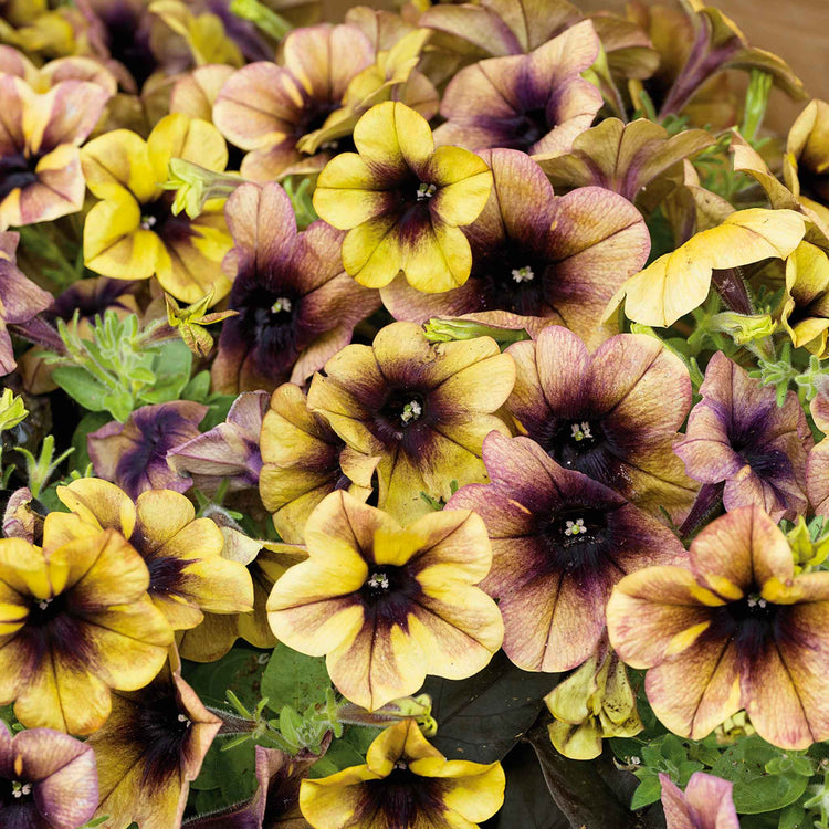 Petunia Plant 'Ray Shadow'