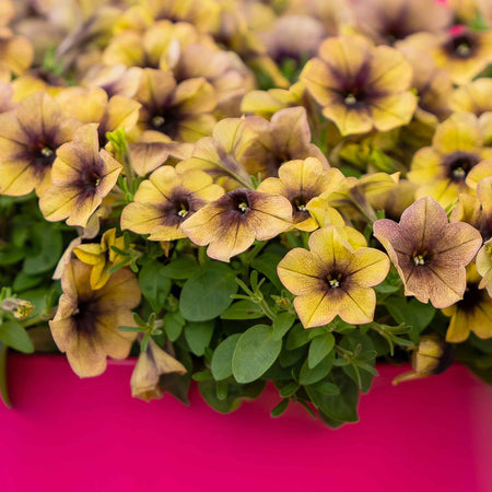 Petunia Plant 'Ray Shadow'