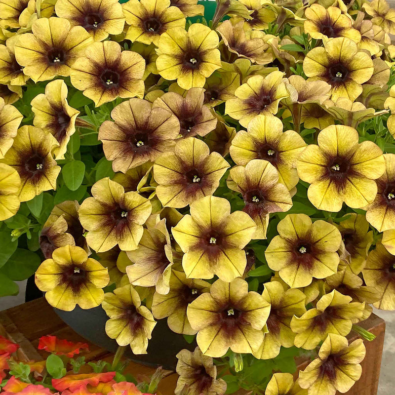 Petunia Plant 'Ray Shadow'