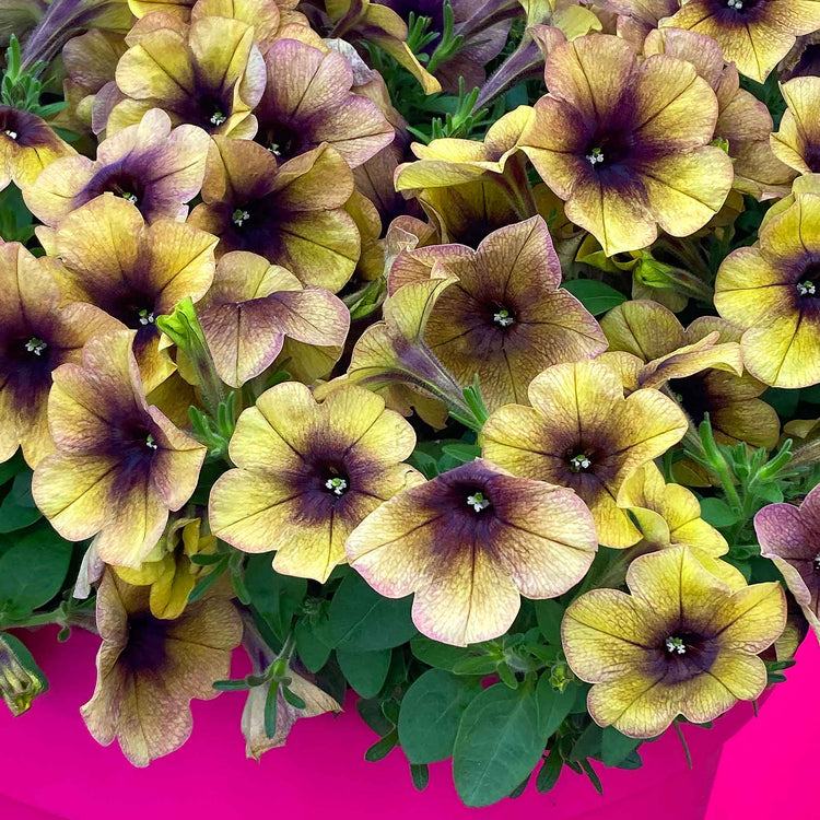 Petunia Plant 'Ray Shadow'