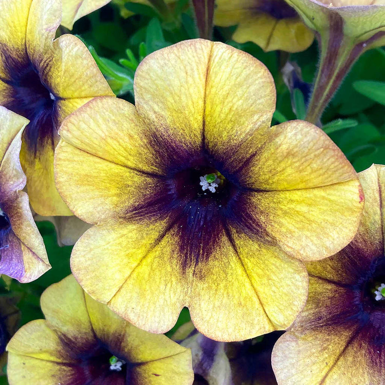 Petunia Plant 'Ray Shadow'