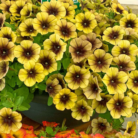 Petunia Plant 'Ray Shadow'