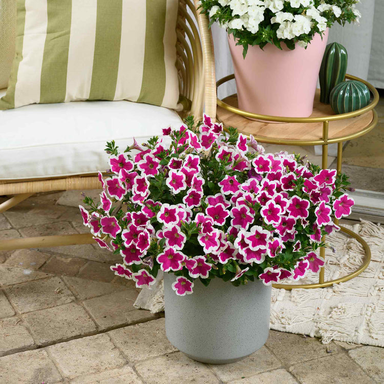 Petunia Plant 'Capella Rim Fuchsia'