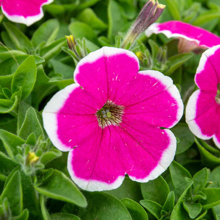 Petunia Plant 'Capella Rim Fuchsia'