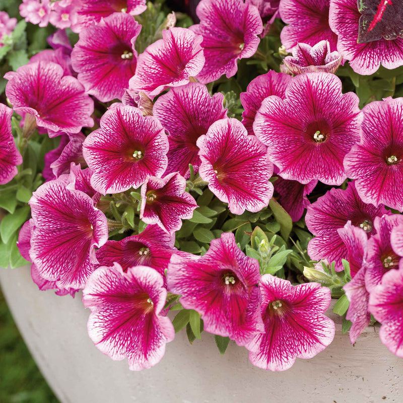 Petunia Plant 'Capella Fuchsia Lace'