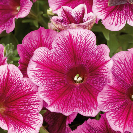 Petunia Plant 'Capella Fuchsia Lace'