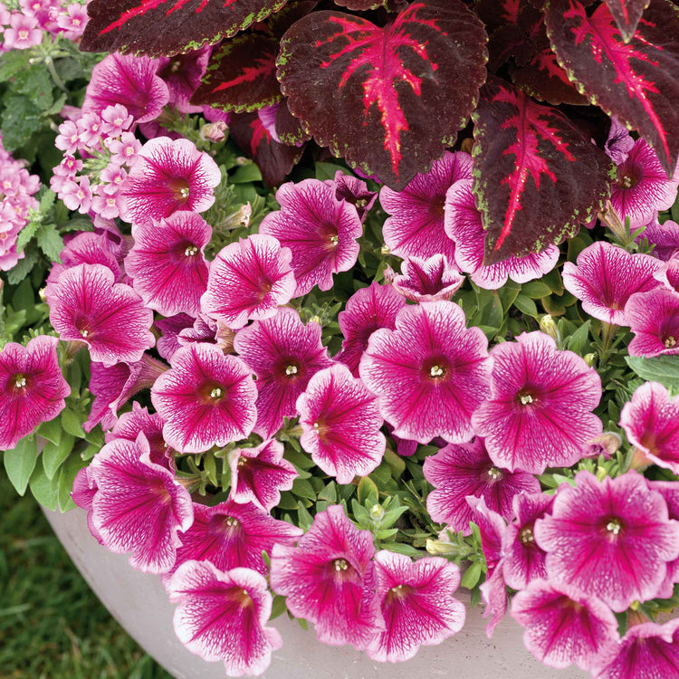 Petunia Plant 'Capella Fuchsia Lace'