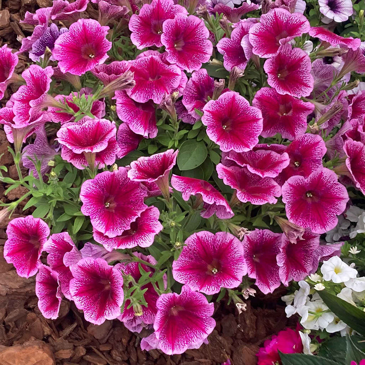 Petunia Plant 'Capella Fuchsia Lace'