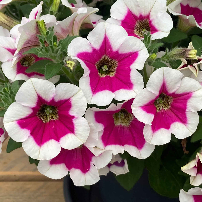 Petunia Plant 'Capella Rim Fuchsia'