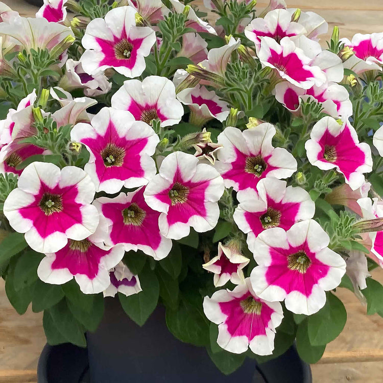 Petunia Plant 'Capella Rim Fuchsia'