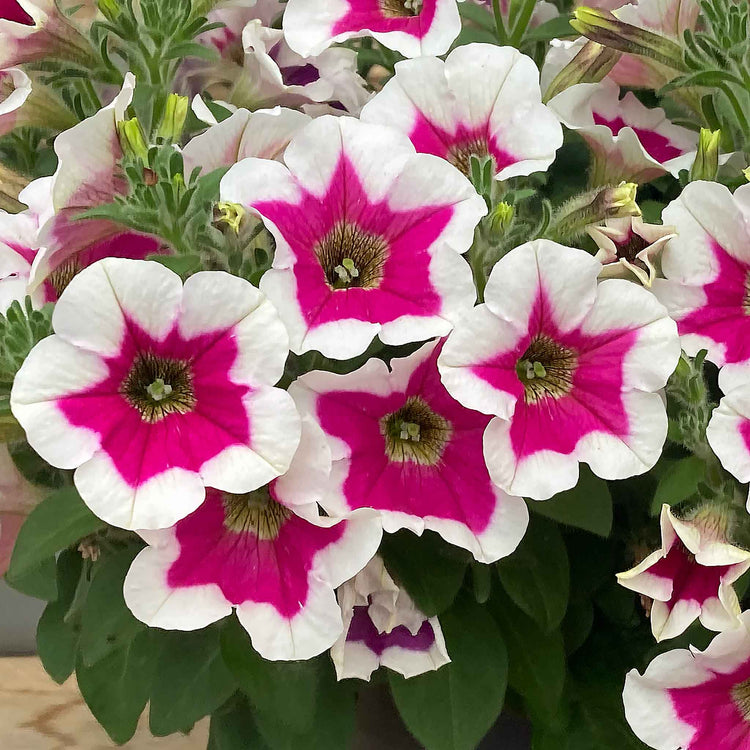 Petunia Plant 'Capella Rim Fuchsia'