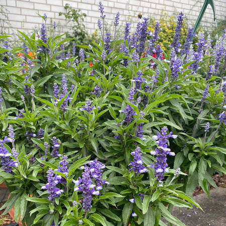 Salvia Plant 'Farina Arctic Blue'