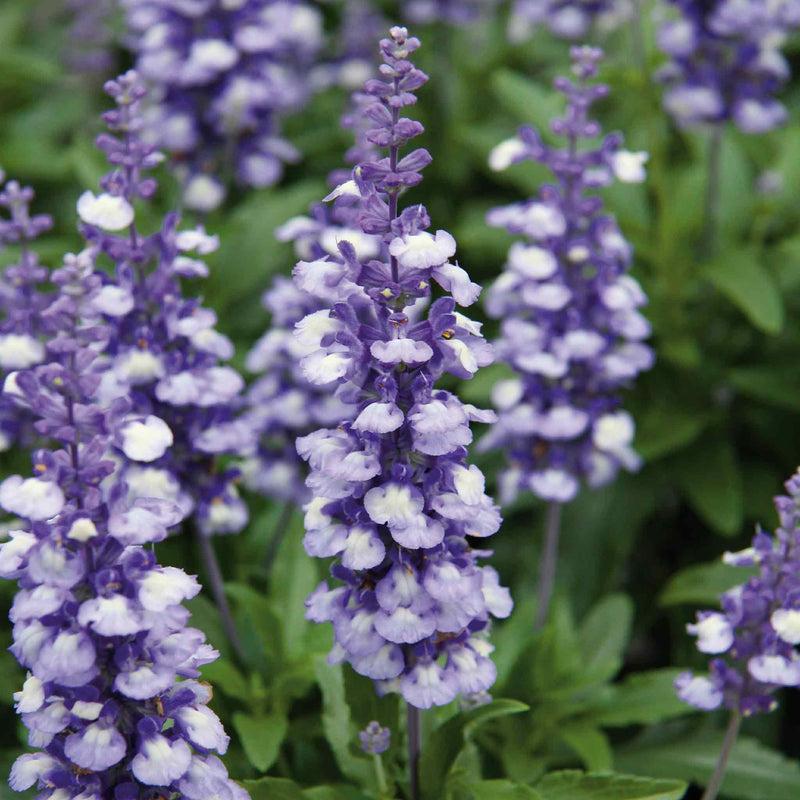 Salvia Plant 'Farina Arctic Blue'