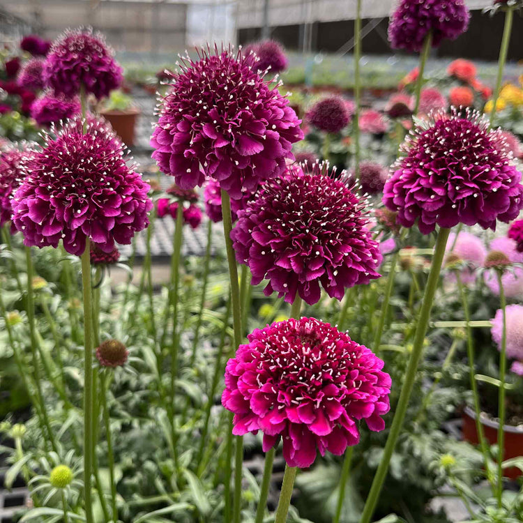 Scabious Plant 'Scoop Collection'