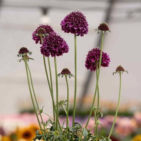 Scabious Plant 'Dark Purple Scoop'