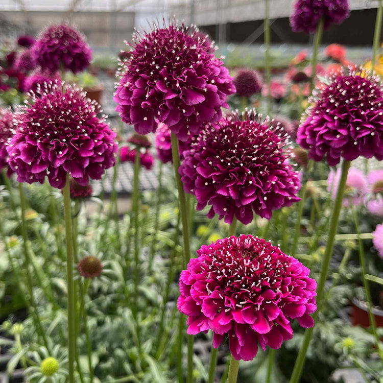 Scabious Plant 'Dark Purple Scoop'