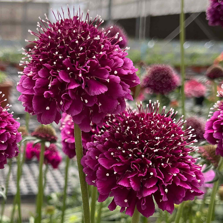 Scabious Plant 'Dark Purple Scoop'