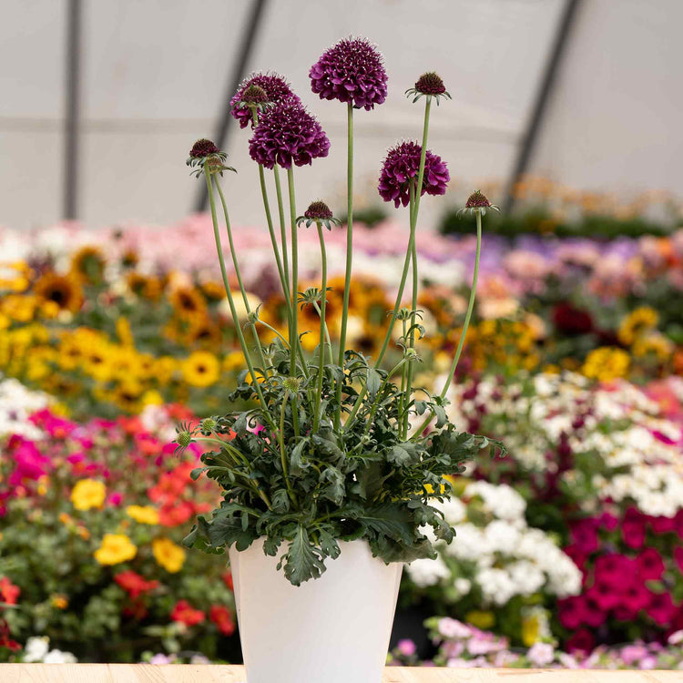 Scabious Plant 'Dark Purple Scoop'