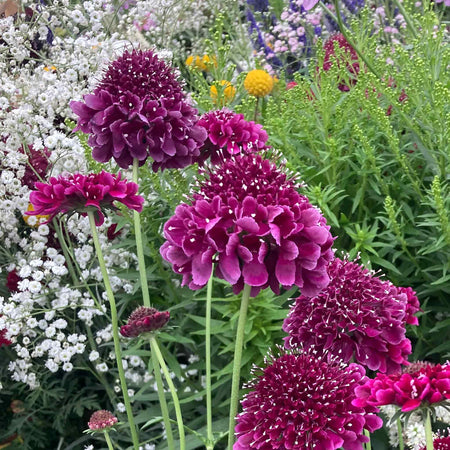 Scabious Plant 'Dark Purple Scoop'