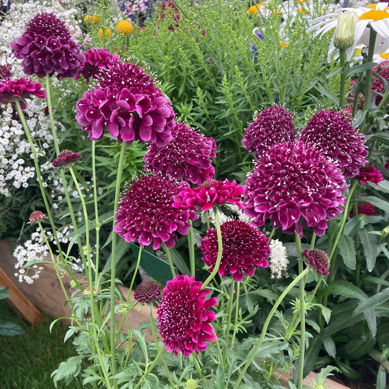 Scabious Plant 'Dark Purple Scoop'