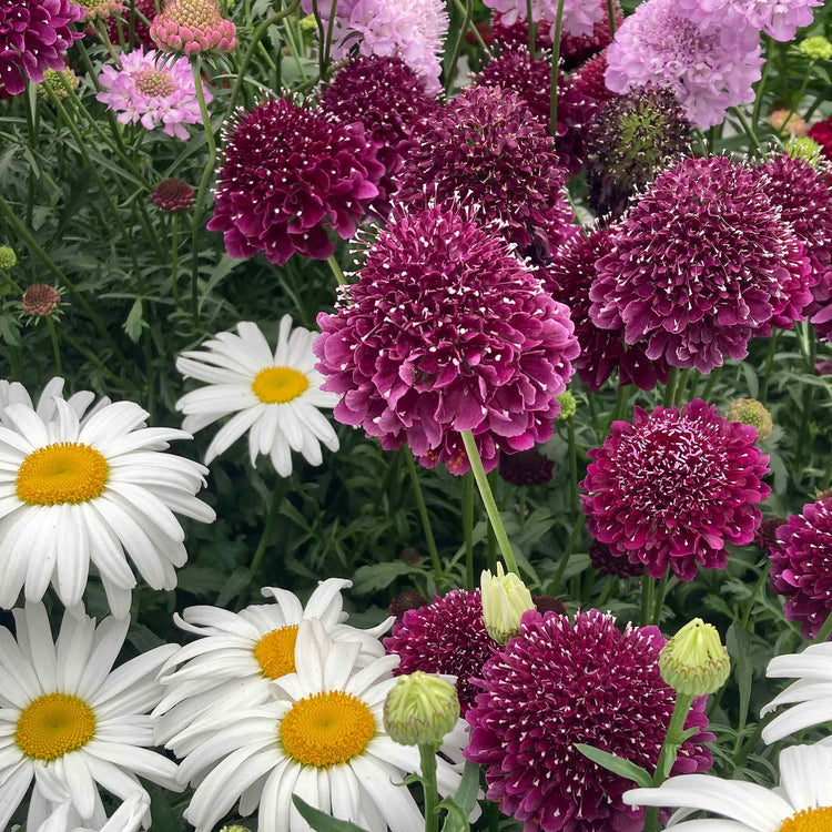 Scabious Plant 'Dark Purple Scoop'