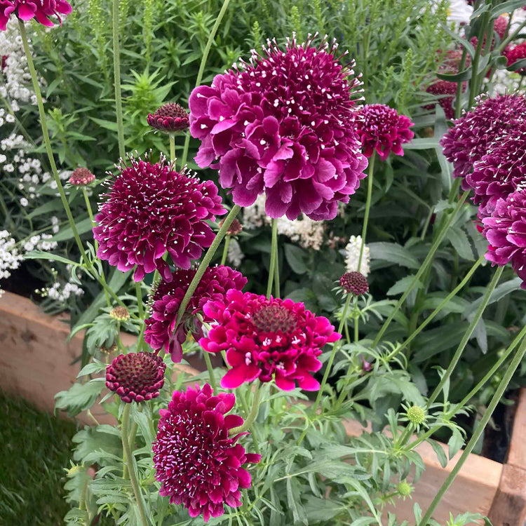 Scabious Plant 'Scoop Collection'