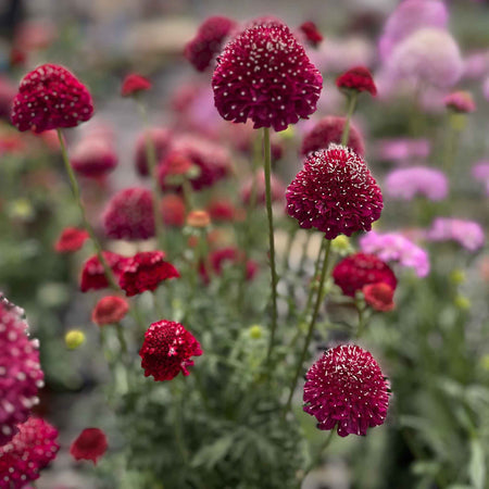 Scabious Plant 'Raspberry Scoop'