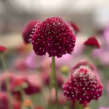 Scabious Plant 'Raspberry Scoop'