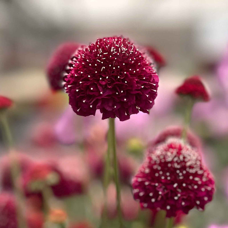 Scabious Plant 'Raspberry Scoop'