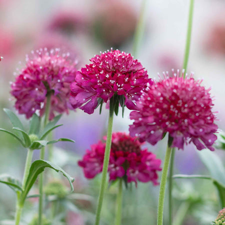 Scabious Plant 'Raspberry Scoop'