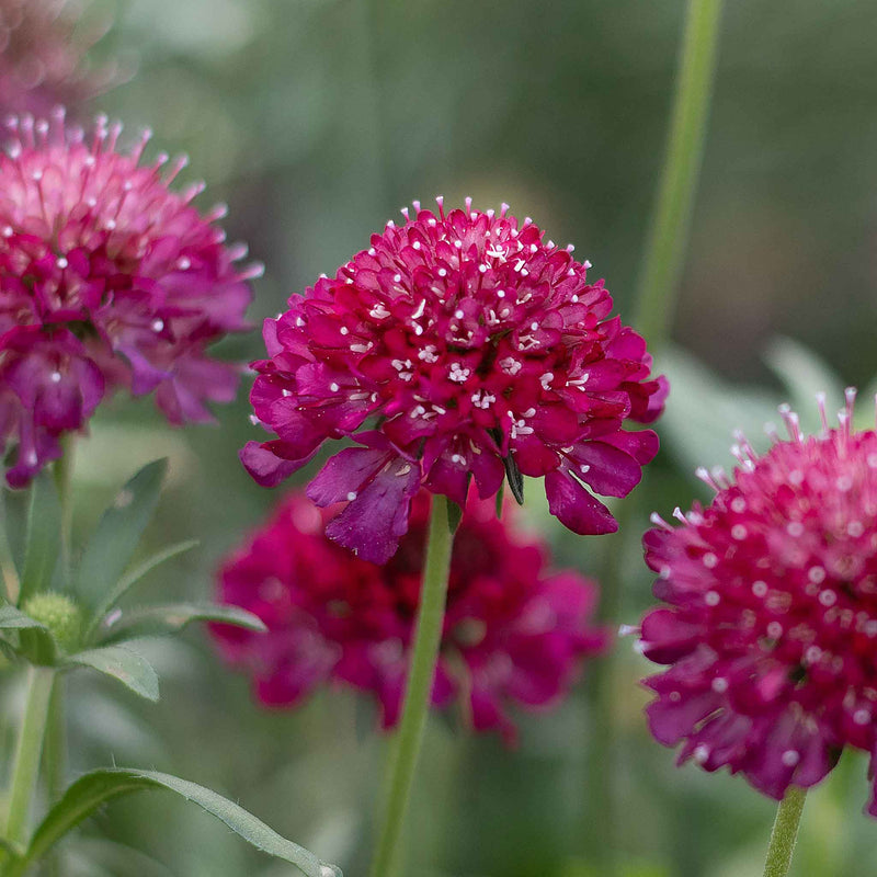 Scabious Plant 'Raspberry Scoop'