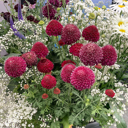 Scabious Plant 'Raspberry Scoop'