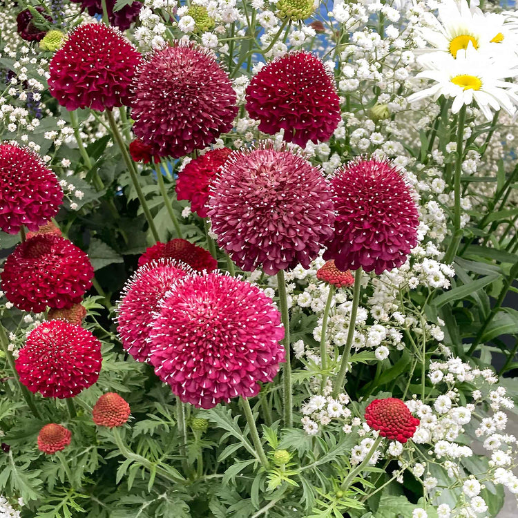 Scabious Plant 'Raspberry Scoop'