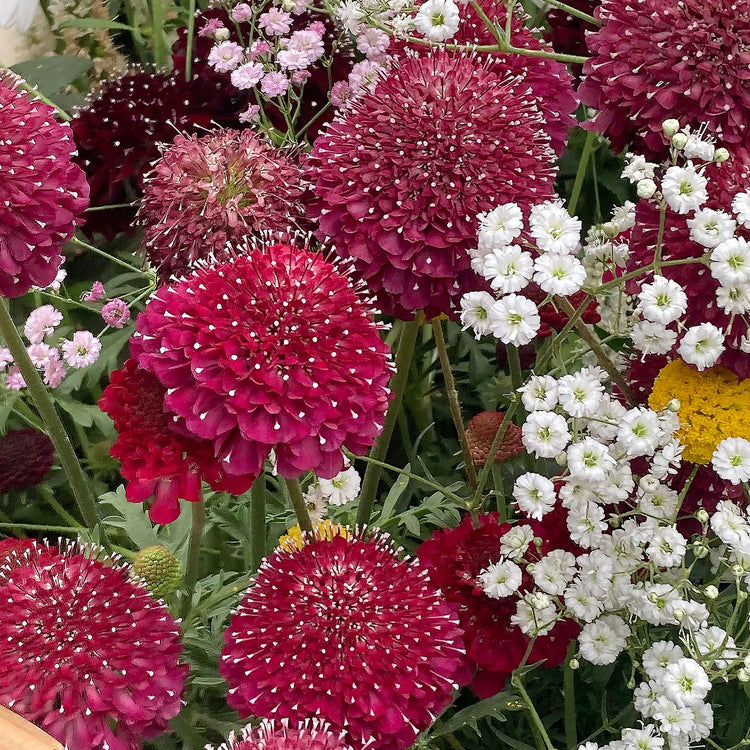 Scabious Plant 'Raspberry Scoop'