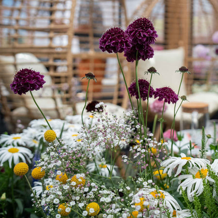 Scabious Plant 'Blackberry Scoop'