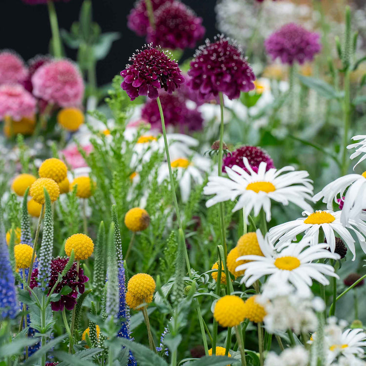 Scabious Plant 'Blackberry Scoop'