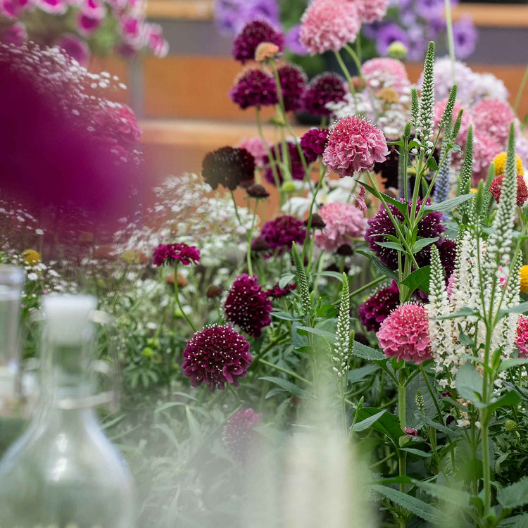 Scabious Plant 'Blackberry Scoop'