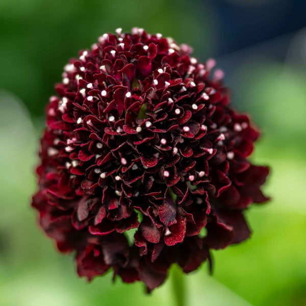 Scabious Plant 'Blackberry Scoop'