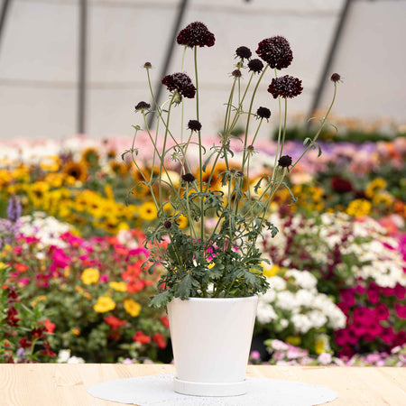 Scabious Plant 'Blackberry Scoop'