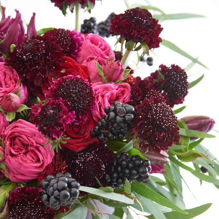 Scabious Plant 'Blackberry Scoop'