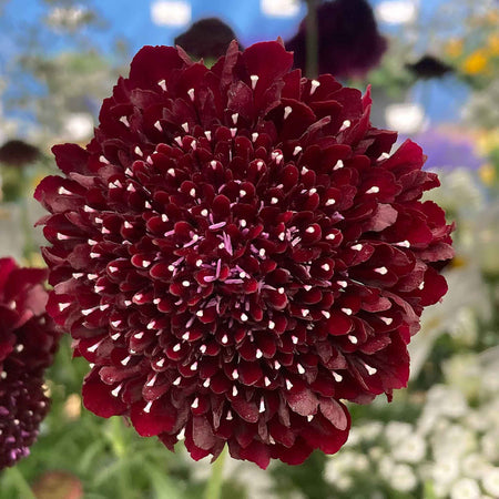 Scabious Plant 'Blackberry Scoop'