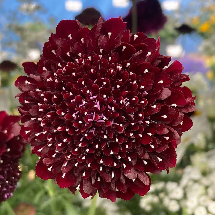 Scabious Plant 'Blackberry Scoop'