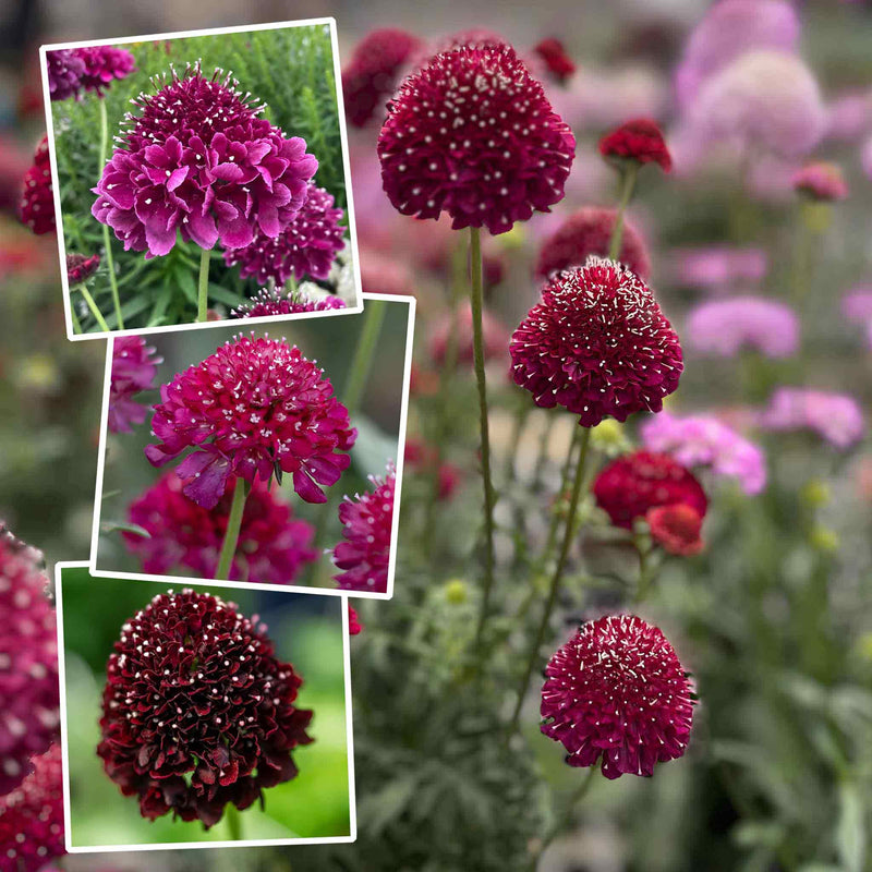 Scabious Plant 'Scoop Collection'