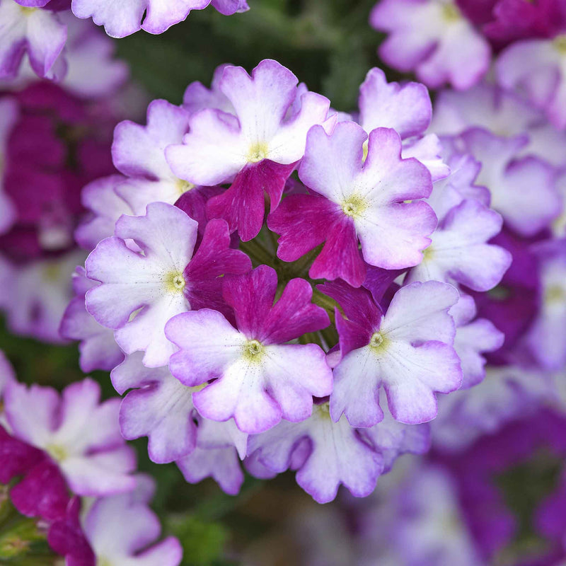 Verbena Plant 'Showboat Purple Fizz'