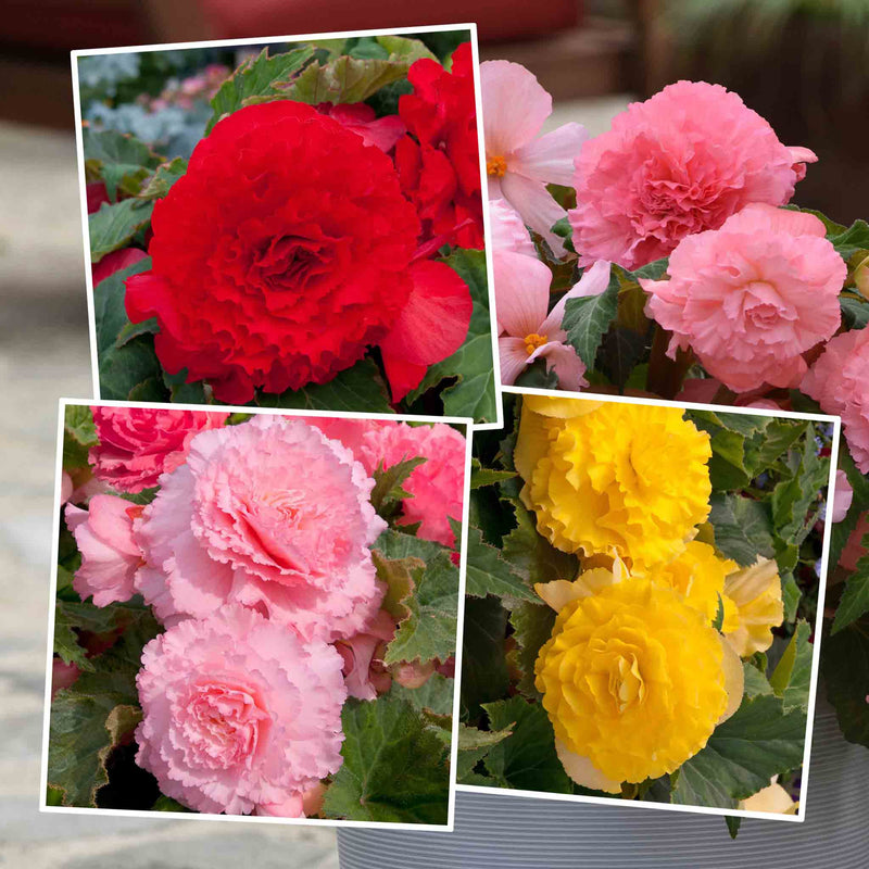 Begonia Upright Collection