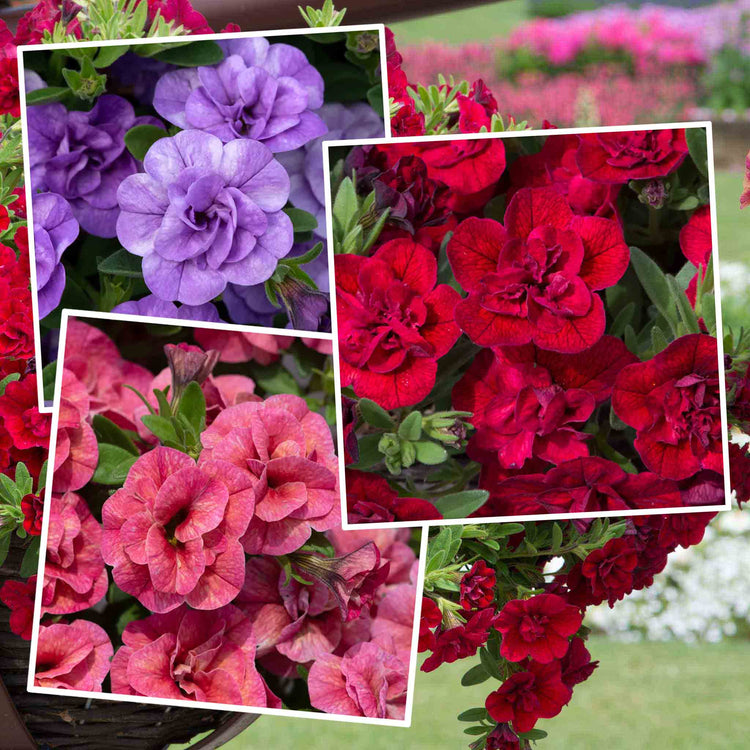 Calibrachoa 'Double' Collection