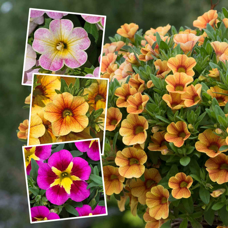 Calibrachoa 'Single' Collection