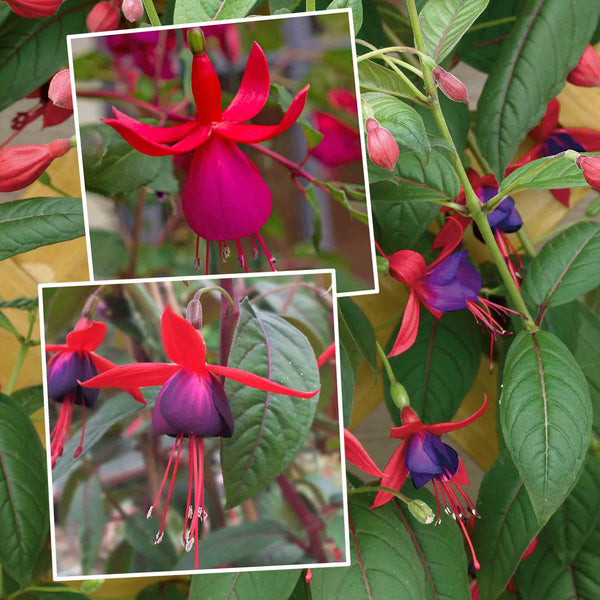 Fuchsia Climbing Plant Collection