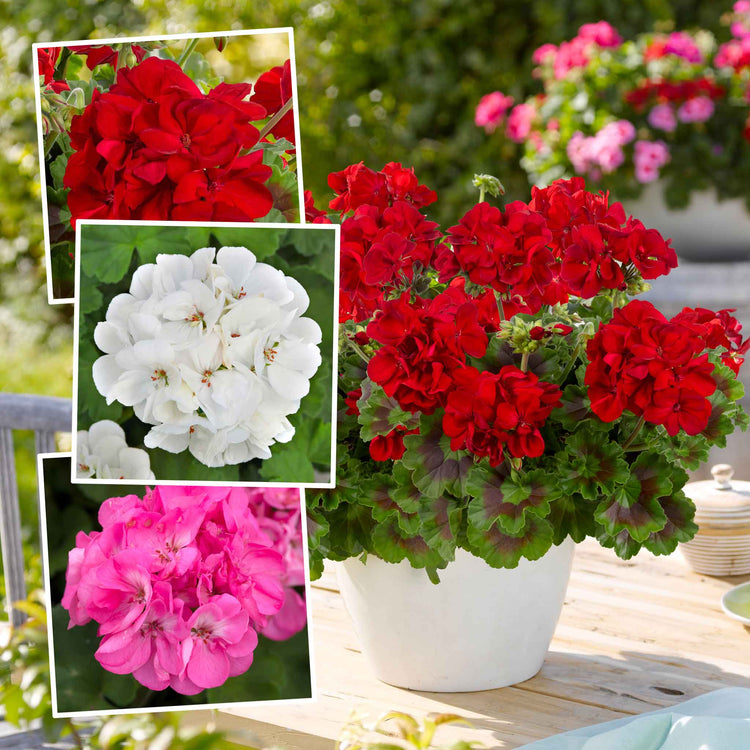 Geranium Collections Geranium Upright Plant Collection | Marshalls Garden