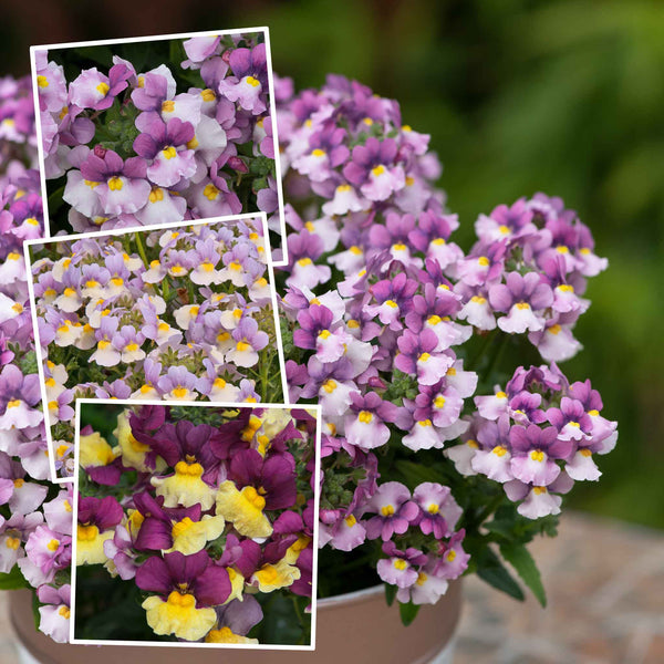 Nemesia Collection